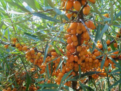 sea-buckthorn